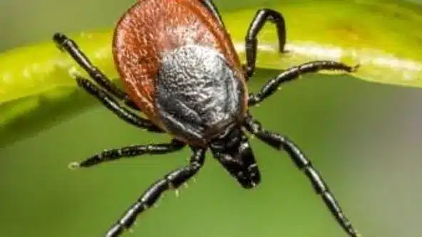 a tick on a leaf
