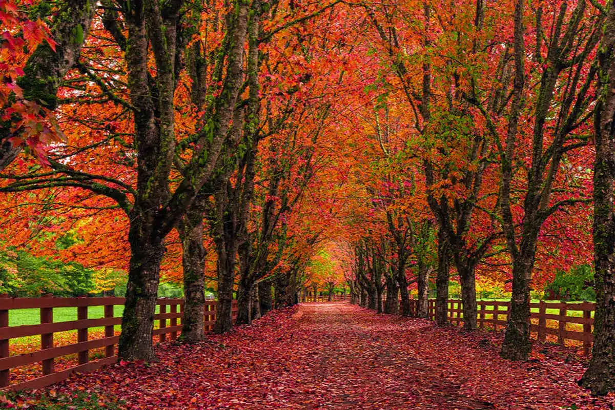 Fall in Long Island