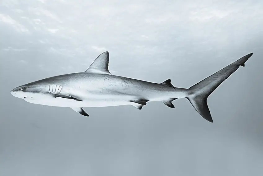 Great White shark