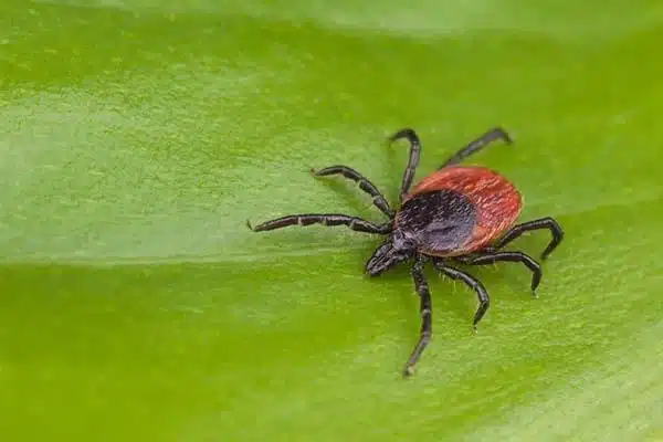 Stony Brook Tick