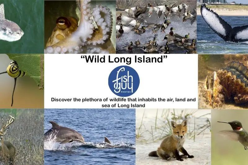 Wildlife of Long Island
